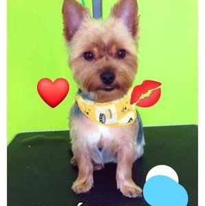 Meet your Posher, Guy